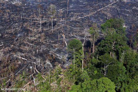 Indonesia’s idle land problem - Conservation news - raincitystudios.com