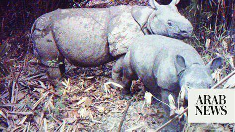 Indonesia builds sanctuary to save world's rarest rhino - raincitystudios.com