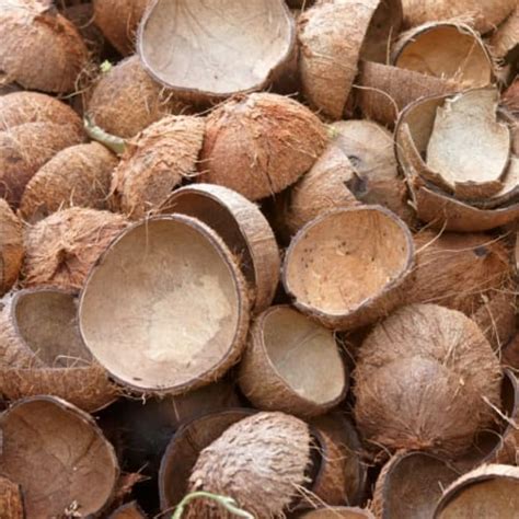 Indonesia coconut shell Suppliers, Indonesia coconut shell ... - raincitystudios.com