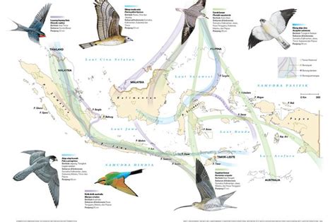 Indonesia Jalur Migrasi Burung - Bobo - wintechmobiles.com