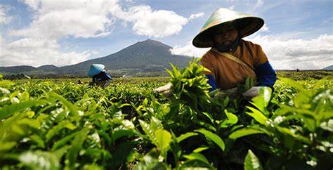 Indonesia Negara Agraris, Potensi Lahan Pertanian belum dikelola ... - raincitystudios.com