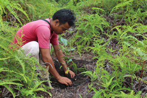 Indonesia reforestation plan a smoke screen for … - raincitystudios.com
