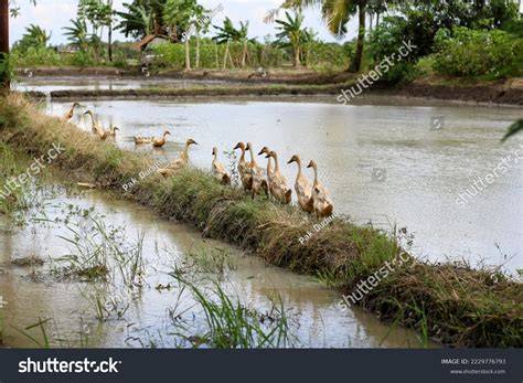 Indonesian Ducks royalty-free images - Shutterstock - raincitystudios.com