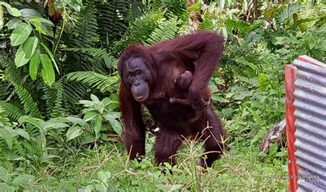 Indonesian Primate Profile - Pusat Studi Satwa Primata - wintechmobiles.com