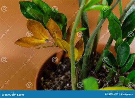 Indoor Gardening and Houseplant Care | Real Simple - raincitystudios.com