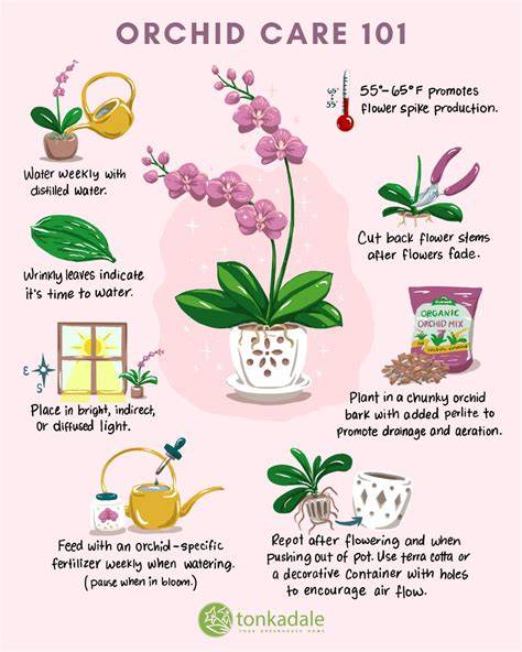 Indoor Orchid Care - American Orchid Society - raincitystudios.com
