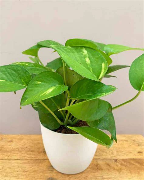Indoor Plant Combo – Money Plant & Two-Layer Lucky Bamboo - raincitystudios.com