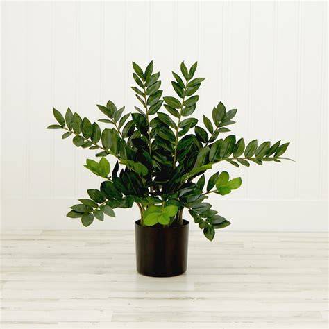 Indoor Plants at Lowes.com - raincitystudios.com
