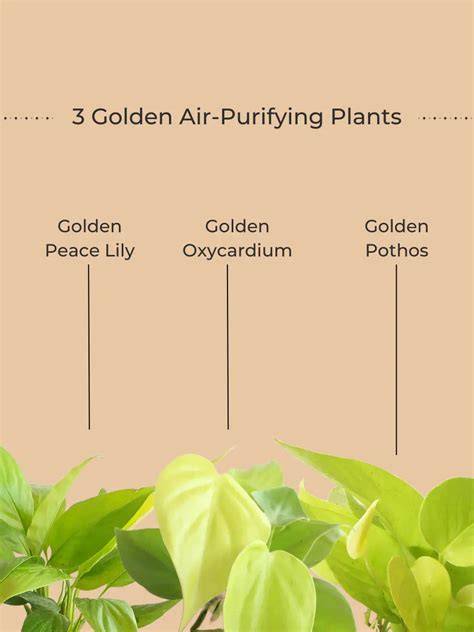 Indoor Plants Combo|Peace Lily Air Purifying|Jade, Golden ... - Amazon - raincitystudios.com
