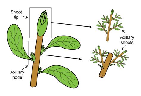 Induction of shoot buds multiplication of ... - MedCrave online - raincitystudios.com