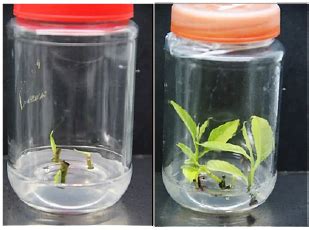 Induction of shoot buds multiplication of eusideroxylon zwageri tesym ... - raincitystudios.com