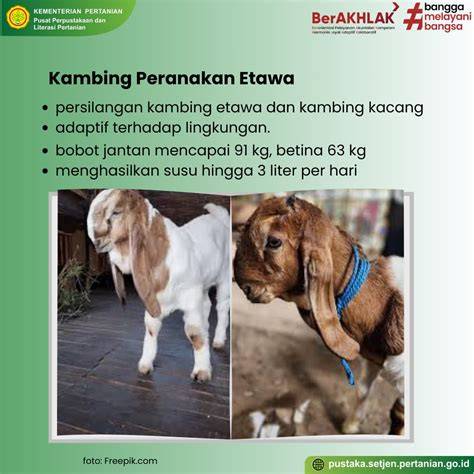 Info Literasi: Kenali Ragam Kambing dan Domba - raincitystudios.com