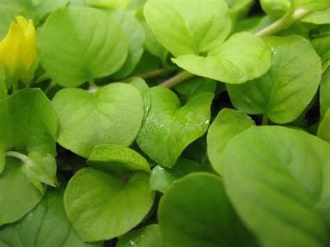 Info Tanaman Creeping Jenny - Cara Menanam Jenny … - raincitystudios.com