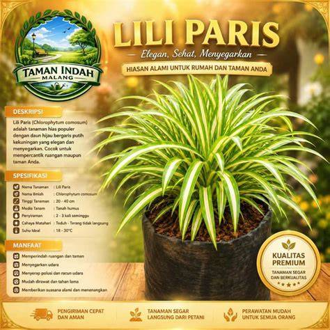 Info Terbaru Harga Lili Paris & Cara Memperbanyak … - raincitystudios.com