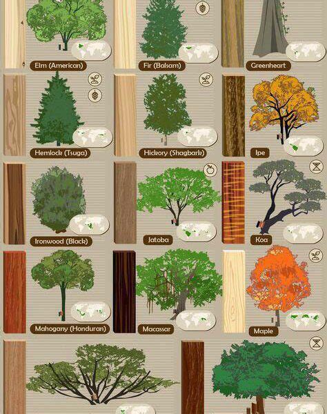 INFOGRAPHIC Do You Know These 52 Types of Wood and What Tree They Come
