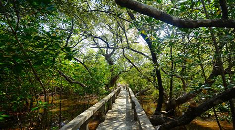 Information about Talabong Mangrove Park - Guide to … - raincitystudios.com