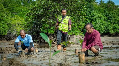 Ini Upaya Bersama Rehabilitasi Mangrove dalam Meredam Dampak Perubahan ... - raincitystudios.com