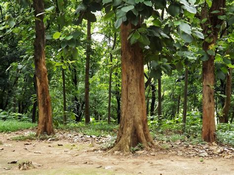 Initial spacing of teak (Tectona grandis) in northern Lao PDR: Impacts ... - raincitystudios.com