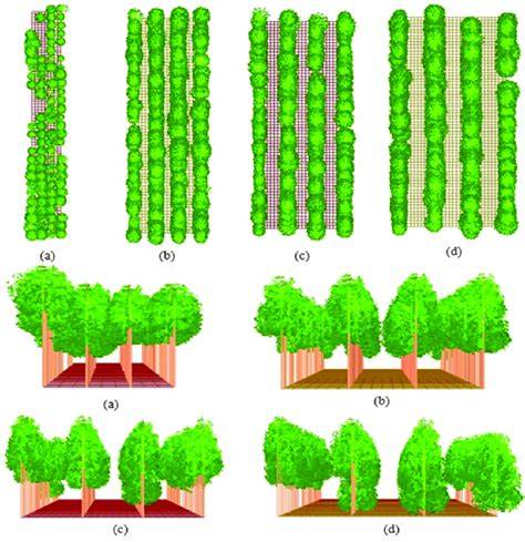 Initial spacing of teak - ScienceDirect - raincitystudios.com