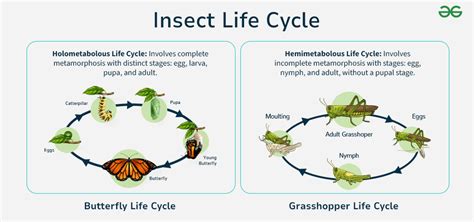 Insect Life Cycle: Stages & Diagram Explained - Vedantu - muktibox.com