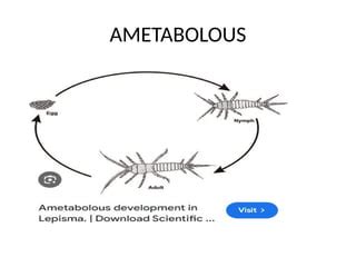 Insect Metamorphosis Mini Lesson - EdZOOcating - muktibox.com
