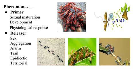 Insect pheromones - raincitystudios.com