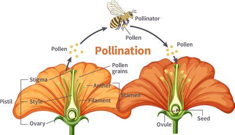 Insect Pollination - an overview | ScienceDirect Topics - raincitystudios.com
