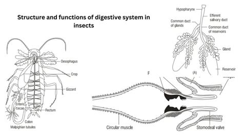 Insect Respiratory System – Structure and functions - muktibox.com