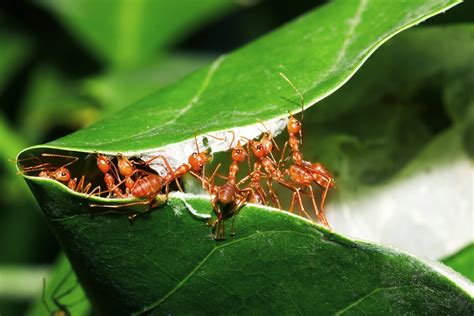 Insect Social Behavior Essentials