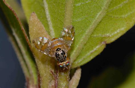 INSECTES RAVAGEURS DE L