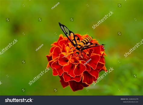 Insects and Flowers Relationship | Orchids - muktibox.com