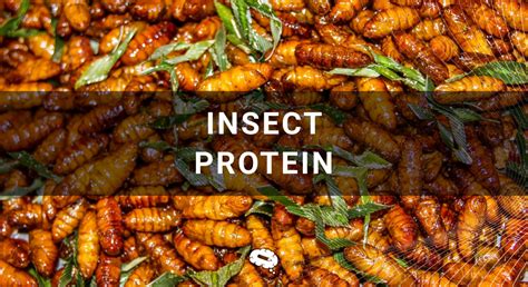 Insects as a sustainable source of emerging proteins … - raincitystudios.com