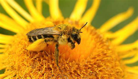 Insects as Crop Pollinators | Springer Nature Link - raincitystudios.com