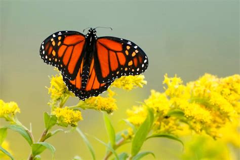 INSIGHT: Monarch butterfly migration underway in Central Texas