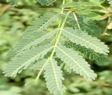 Insight on the impact of Acacia nilotica leaves extract on the ... - Nature - wintechmobiles.com