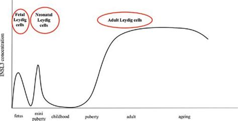 INSL3: A Marker of Leydig Cell Function and Testis-Bone-Skeletal Muscle