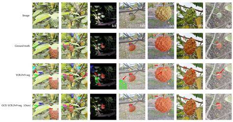Instance Segmentation of Sugar Apple (Annona squamosa) in Natural ... - raincitystudios.com