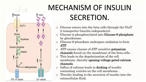 Insulin - Dosis, Manfaat, dan Efek Samping | Halodoc - muktibox.com