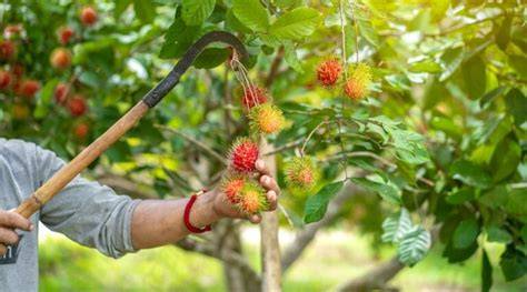 Integrated Cultivation Practices in Rambutan: From Planting to Harvest - raincitystudios.com