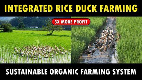 Integrated Duck Farming | Springer Nature Link - raincitystudios.com