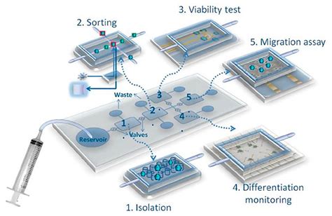 Integrated Electrochemical Biosensors for Detection of Waterborne ... - muktibox.com