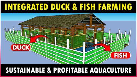 Integrated Fish Duck Farming, Duck Dropping as Manure - raincitystudios.com