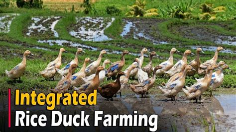 Integrated rice-duck farming mitigates the global ... - ResearchGate - raincitystudios.com
