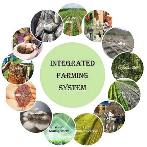 Integrated Rice-Duck-Azolla Farming System - raincitystudios.com