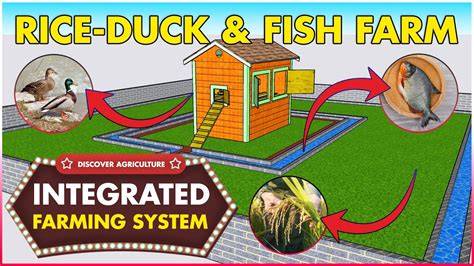 Integrated RICE-FISH and DUCK Farming - raincitystudios.com