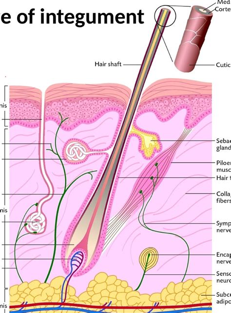 Integument | Definition, Function, Types, Examples, - muktibox.com