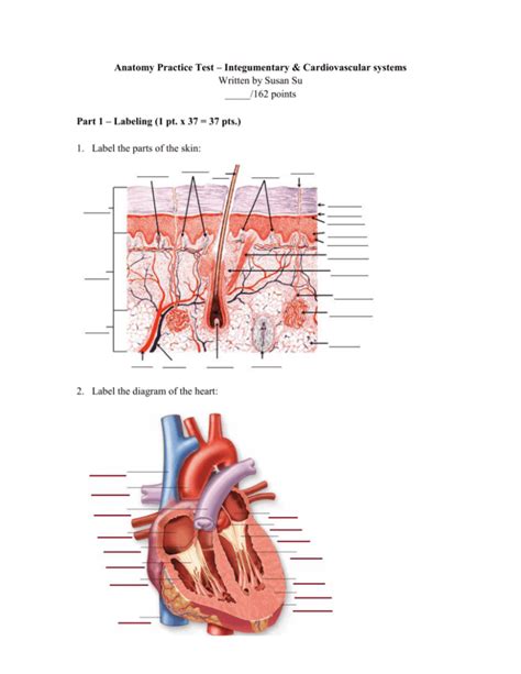 Integumentary and Cardiovascular Practice Test - Quizlet - muktibox.com