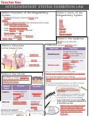 Integumentary System Exhibition Lab Answer Key - muktibox.com