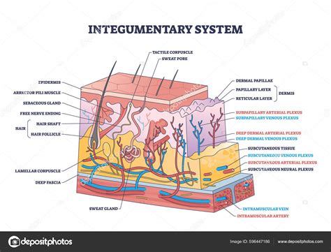 Integumentary System Simple Diagram - Free Printable Diagram - muktibox.com