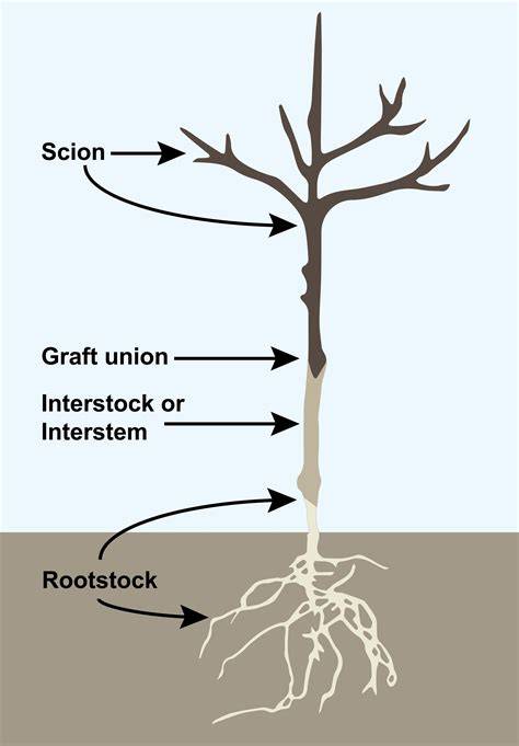 Interactions between rootstock and scion during grafting and their ... - raincitystudios.com